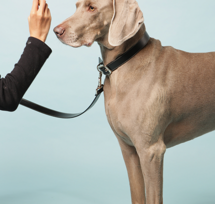 Classic black vegan apple leather dog collar