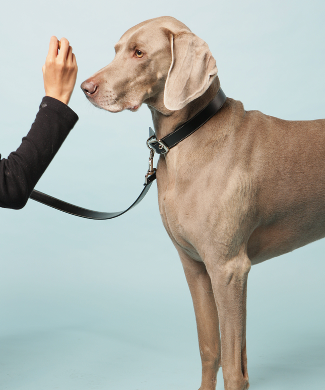 Classic black vegan apple leather dog collar