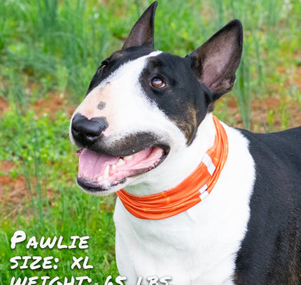 Smash Crackle Orange Pup Scruff-2