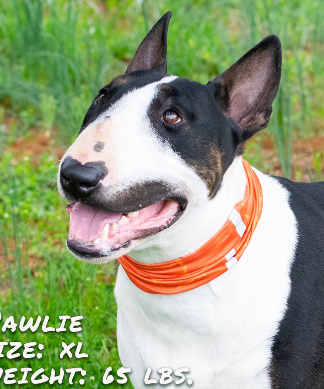 Smash Crackle Orange Pup Scruff-2