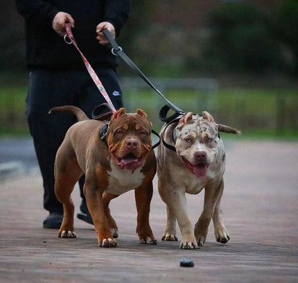 BESTIA DOG SPORT dual handle leash Red Camo-3