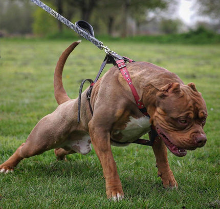 BESTIA DOG SPORT dual handle leash grey camo-3