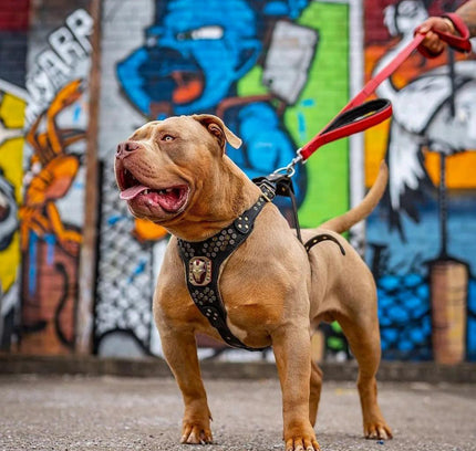 BESTIA DOG SPORT dual handle leash Red-4