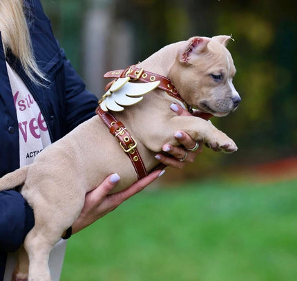 The "Hermeses" leather harness - Small to Medium Size-3