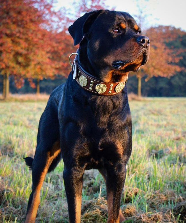 The "Maximus" collar 2.5 inch wide brown & gold-4