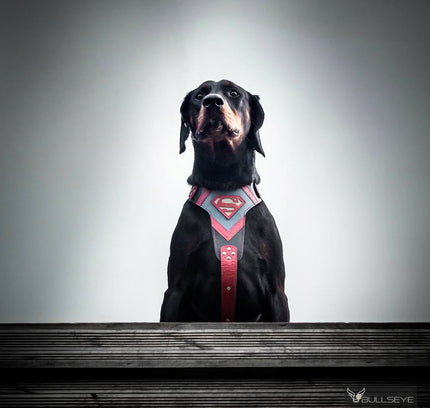 Superdog Harness-3