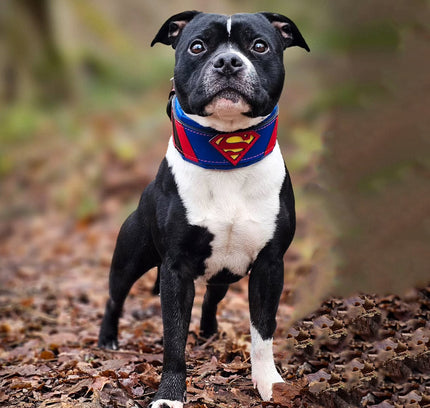 Superdog Collar-3
