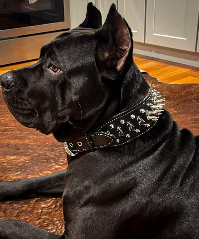 The "Big Boy" collar