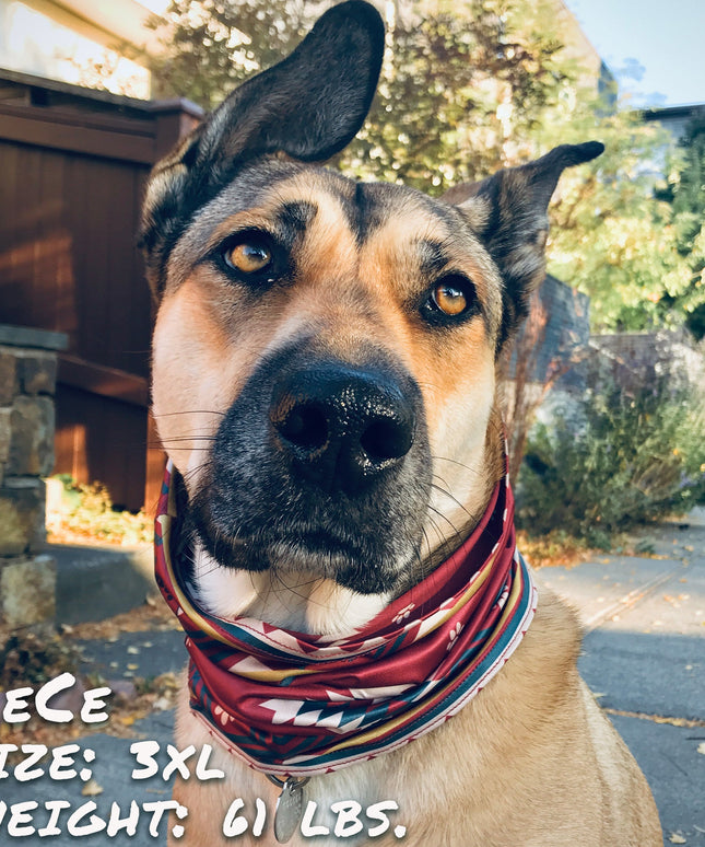 SW Amigo Pup Scruff-3