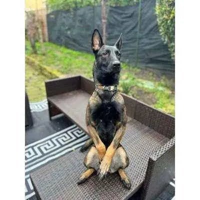 Athena Finnigan Dog Lead-2