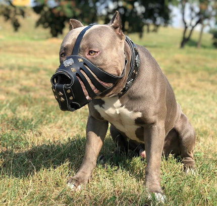 'Aztec'' Basket Muzzle Black-1