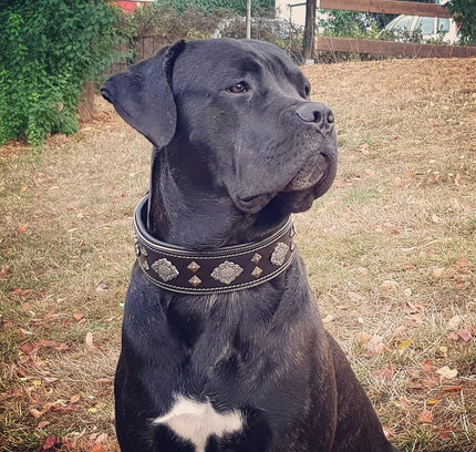 "Aztec" black dog collar-3
