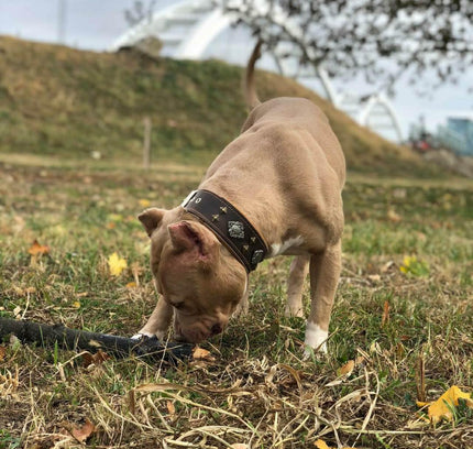 "Aztec" brown dog collar-2
