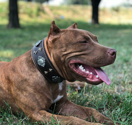 "Aztec" brown dog collar-4