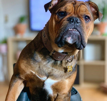 "Aztec" grey dog collar-2