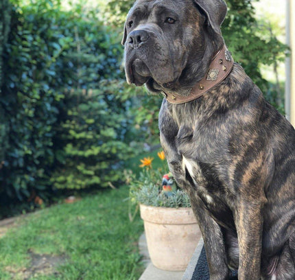 "Aztec" grey dog collar-3