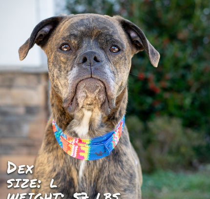 Bedouin Paws Pup Scruff-4