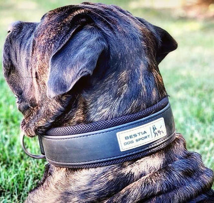 BESTIA DOG SPORT COLLAR-4