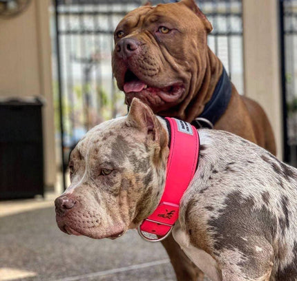 BESTIA DOG SPORT COLLAR NEON PINK-3