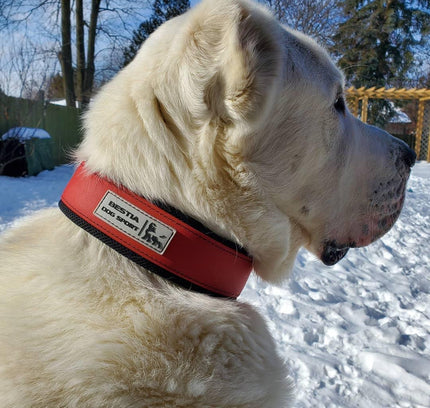 BESTIA DOG SPORT COLLAR RED-3