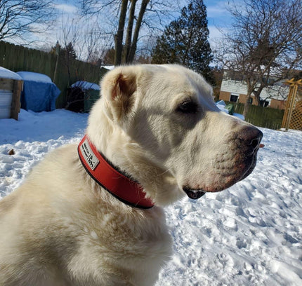 BESTIA DOG SPORT COLLAR RED-4