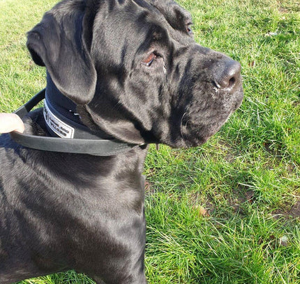 BESTIA DOG SPORT HANDLE COLLAR-3