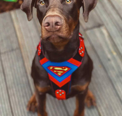 Superdog Harness-1