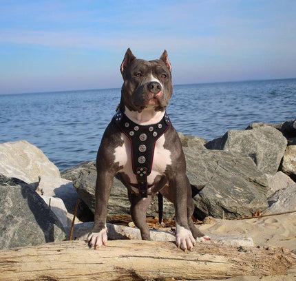 'Bijou'' harness Black & Red for big dogs-1