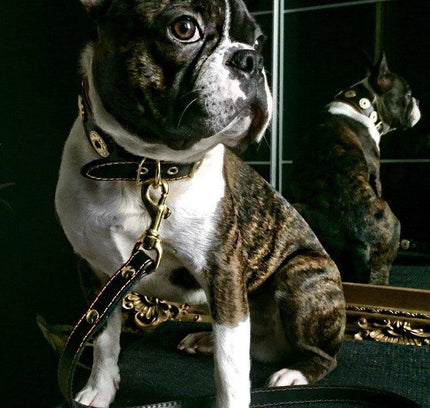 'Bijou'' leather lead orange-1