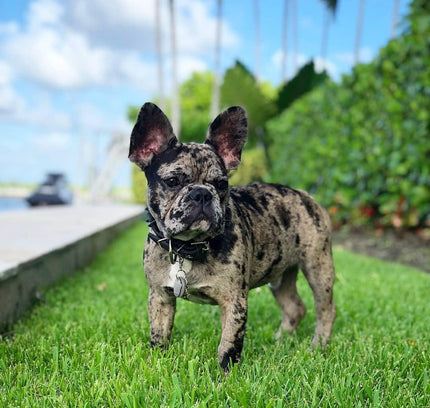 BLACK "Frenchie" collar-2