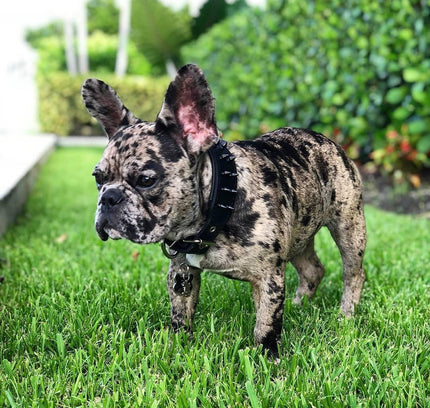 BLACK "Frenchie" collar-3
