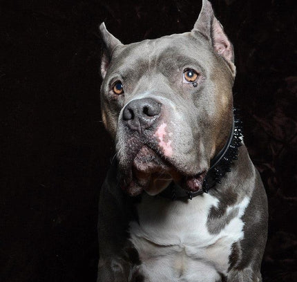 'Black Giant'' collar-4