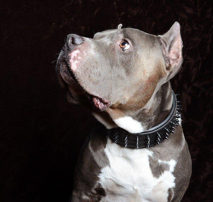 'Black Giant'' collar-3