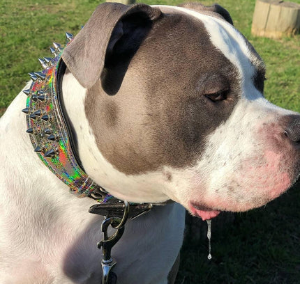 'Chameleon'' LIMITED big dog collar-1