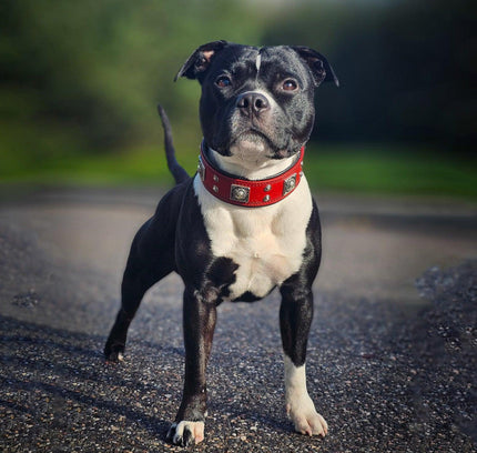 The "Eros" collar 2 inch wide Red-1
