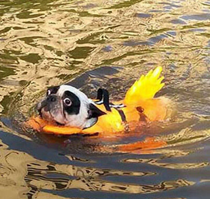 Dog Life Vest Summer Shark Pet Life Jacket Dog Clothes Dogs Swimwear Pets Swimming Suit New-1