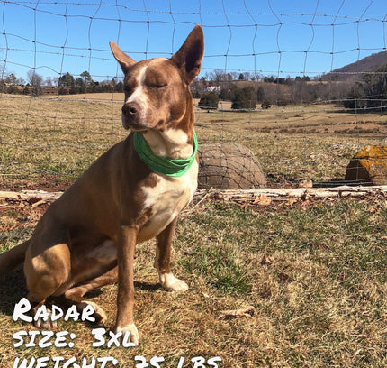 Drops of LIME Pup Scruff-3