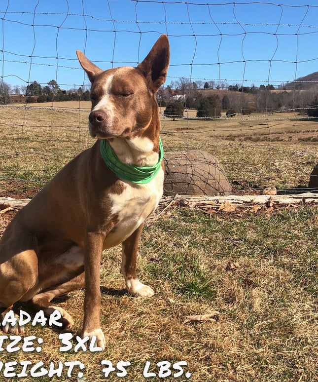 Drops of LIME Pup Scruff-3