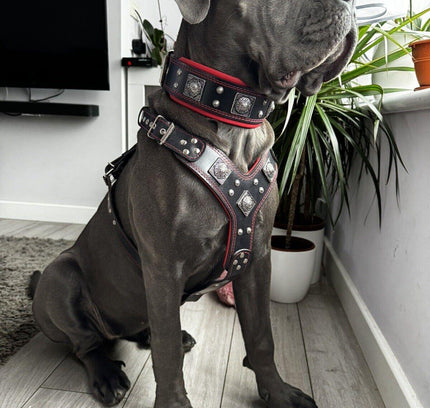 "EROS" BIG dog SET- Harness - collar - lead. Black & Red-2