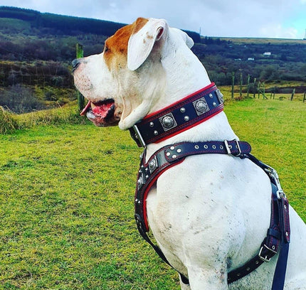 "EROS" BIG dog SET- Harness - collar - lead. Black & Red-1