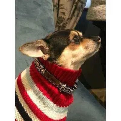 Finnigan's Enchanted Dog Lead Hand Made-4