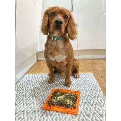 Finnigan's Enchanted Pup Collar Set-2