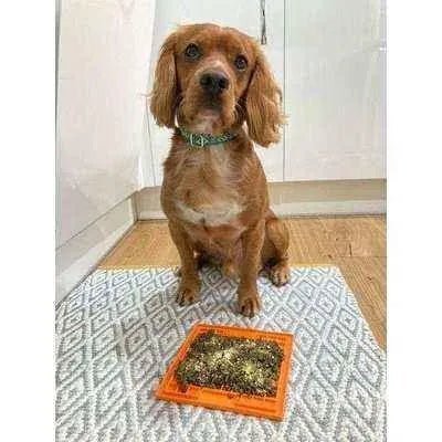 Finnigan's Enchanted Pup Collar Set-3