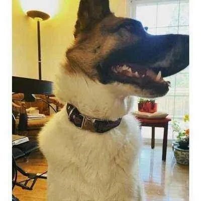 Finnigan's Fabulous Fido Fashion Lead-4