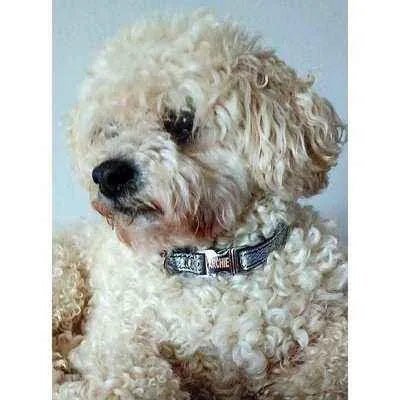 Finnigan's "The Archie" Whimsy & Strength Dog Lead-1