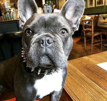 "Frenchie" collar-2