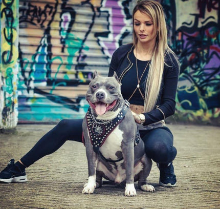 Handstitched "David" harness-2