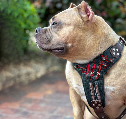 The ''Haunted'' harness LIMITED-4