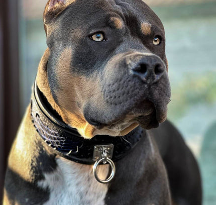 The ''Indigo'' collar-2