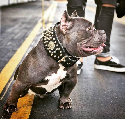 'Imperium'' hand stitched 8 cm wide show collar-3